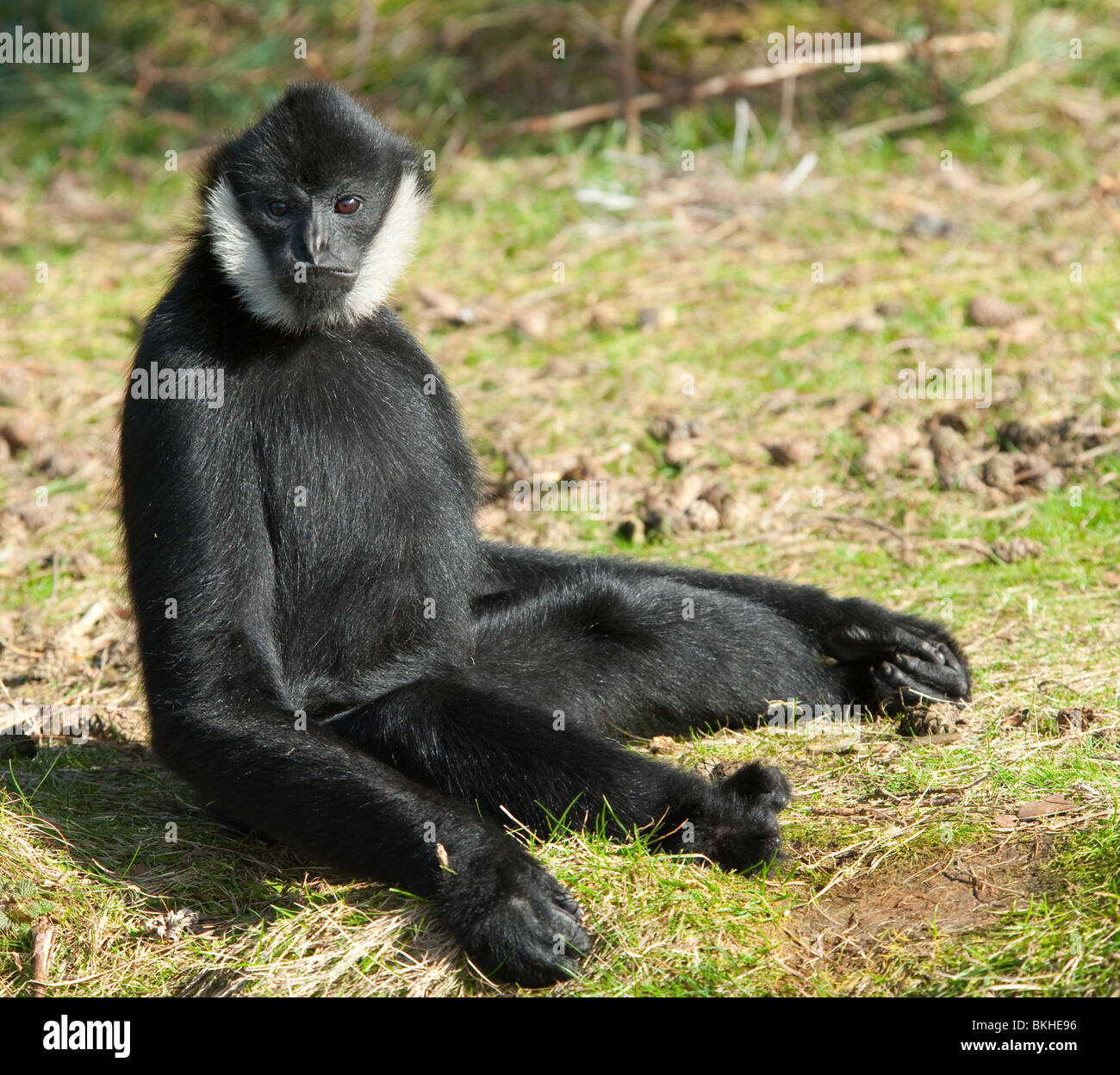 Masculin blanc-cheeked gibbon (Nomascus leucogenys) dans une drôle de poser Banque D'Images
