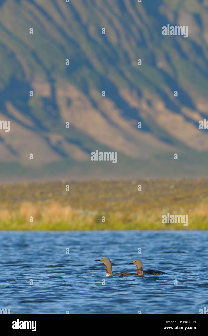 Paar Roodkeelduikers op meertje dans broedkleed dans broedgebied ; Paire de Red-throated plongeurs le petit lac dans la zone de reproduction Banque D'Images