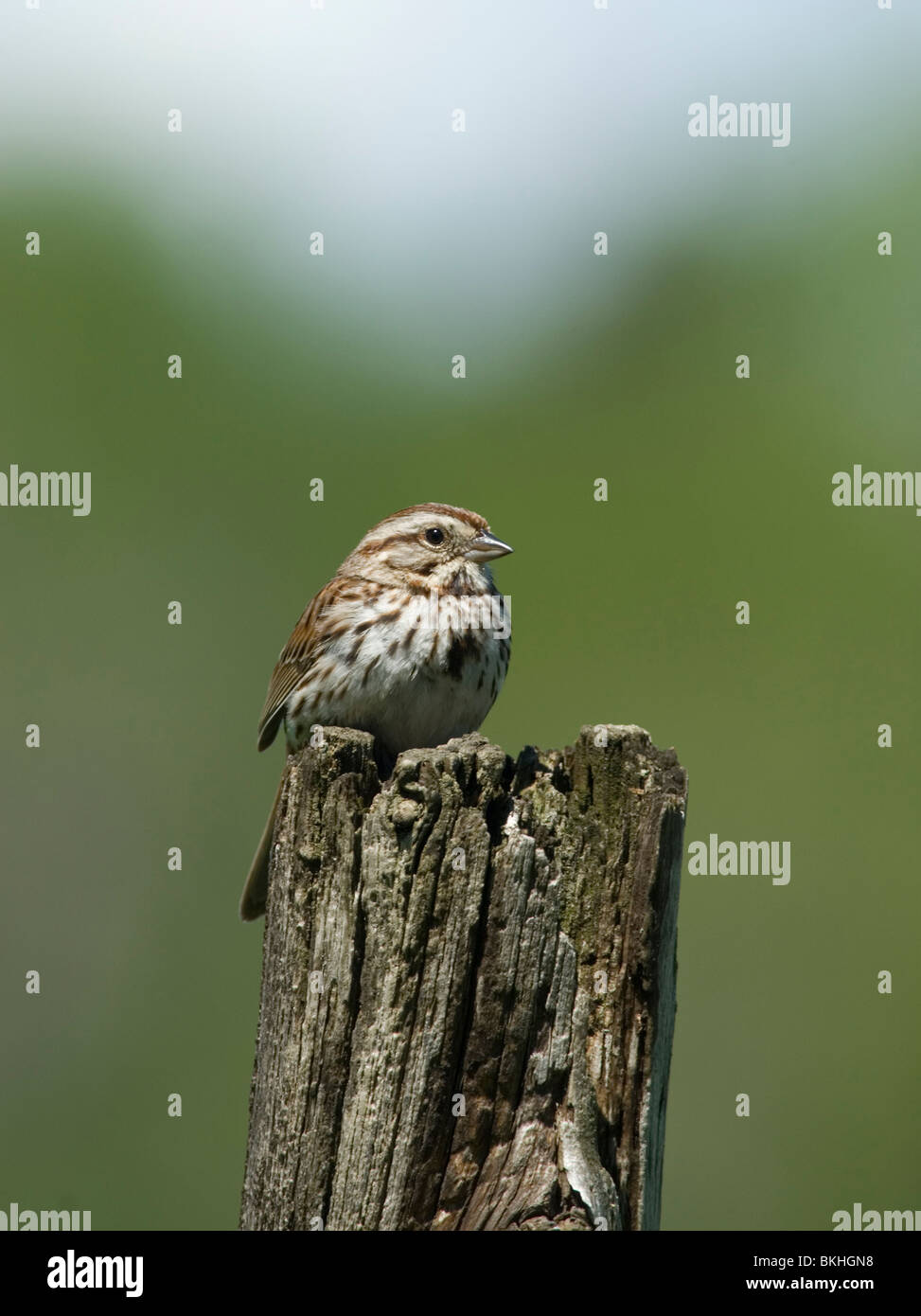 Un Zanggors zittend op een paal,un Bruant assis sur un post. Banque D'Images