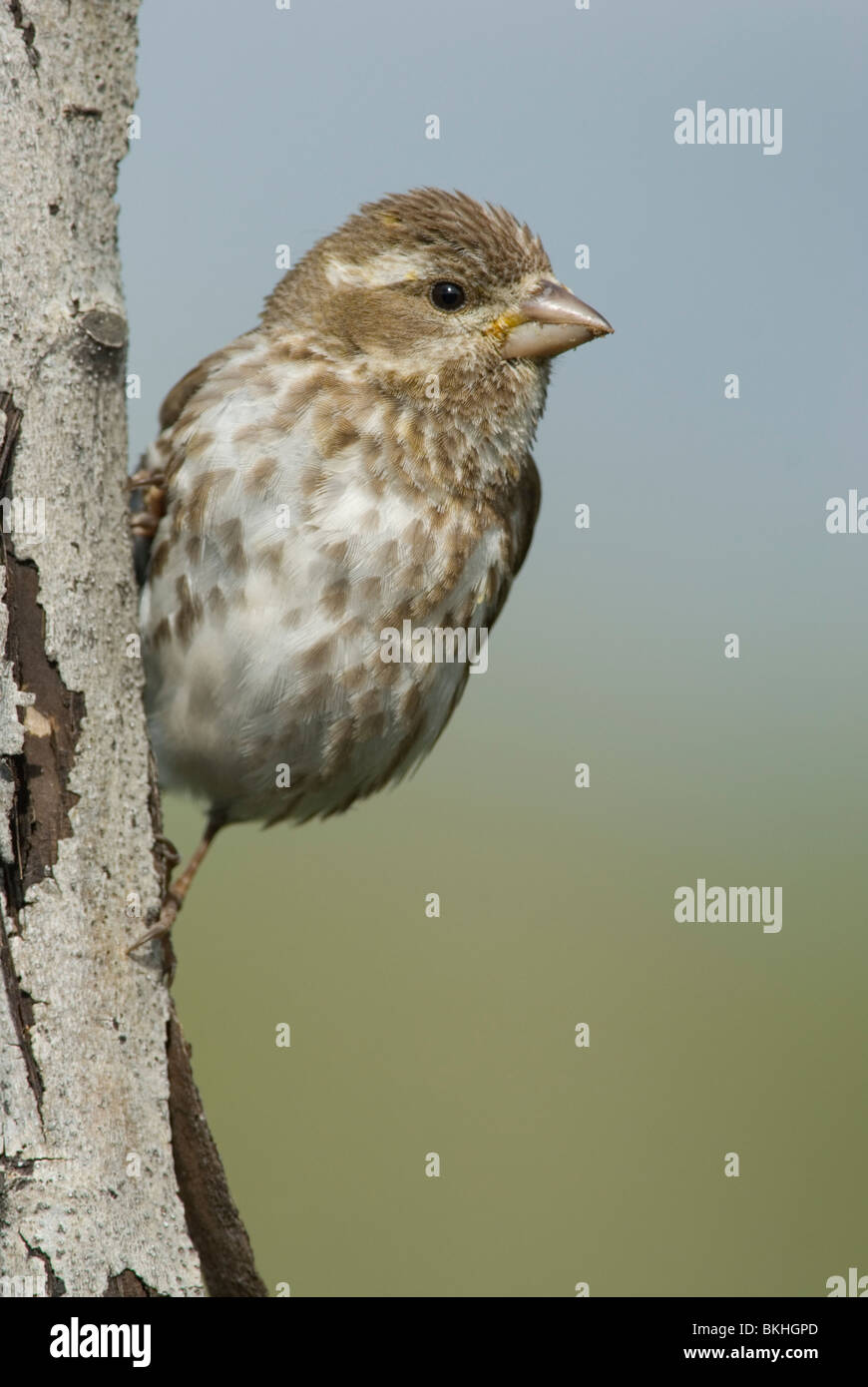 Un roselin pourpré accrochée à un arbre. Banque D'Images