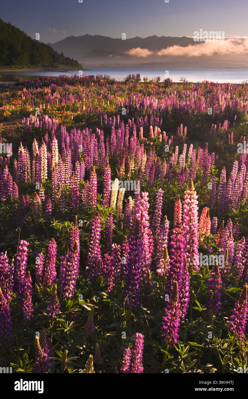 La floraison des lupins faire un affichage coloré dans le Mackenzie Country, Canterbury, Nouvelle-Zélande. Ils sont à Lake Tekapo. Banque D'Images