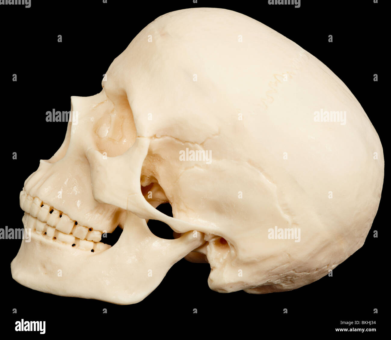 Le crâne humain sur un fond noir de profil Banque D'Images