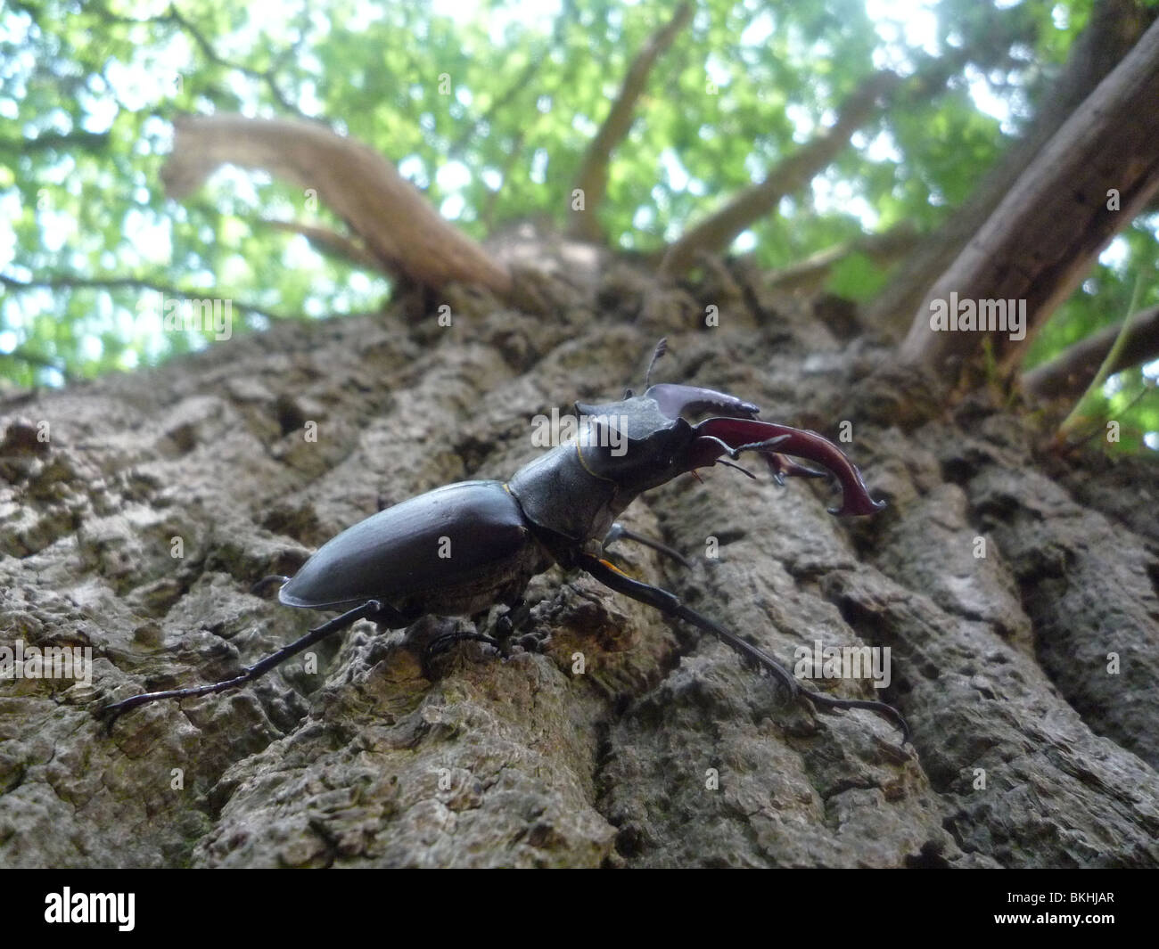 Stag beetle mâle sur de vieux chêne anglais Banque D'Images