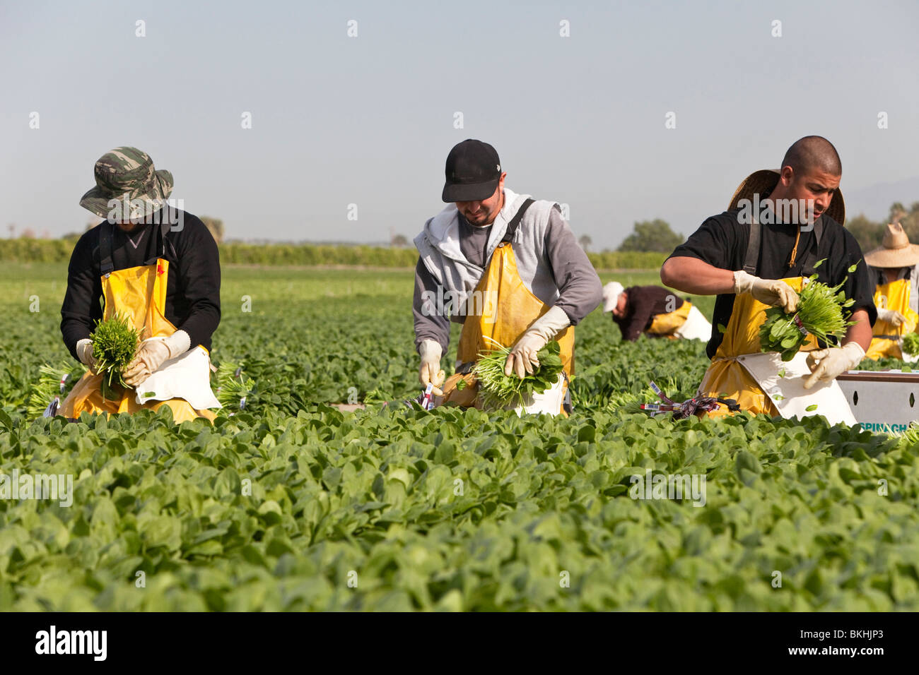 Pinacia "épinards oleracea', les travailleurs de la récolte. Banque D'Images