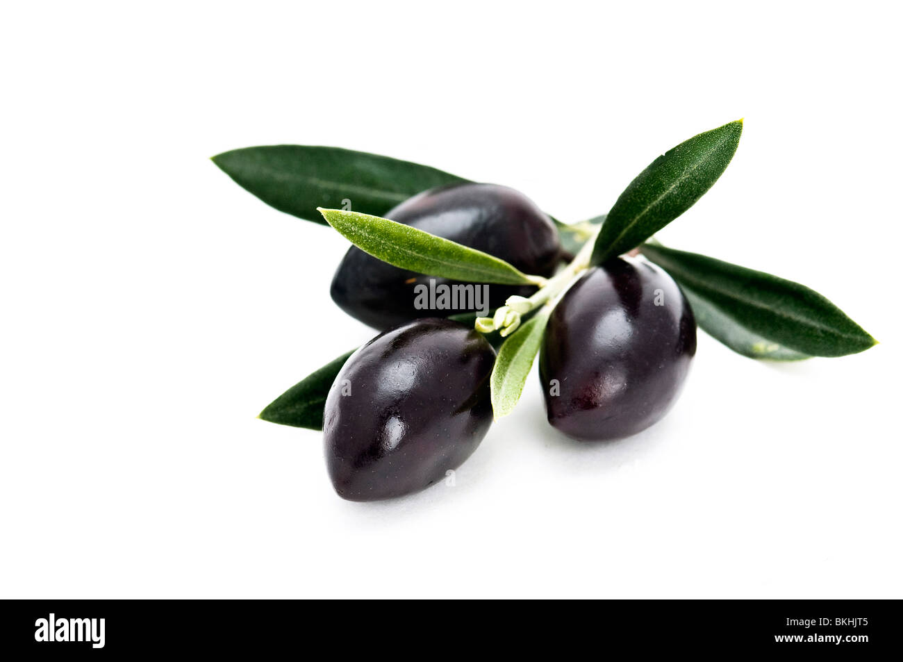 Calamon- sur une branche d'olives noires Banque D'Images