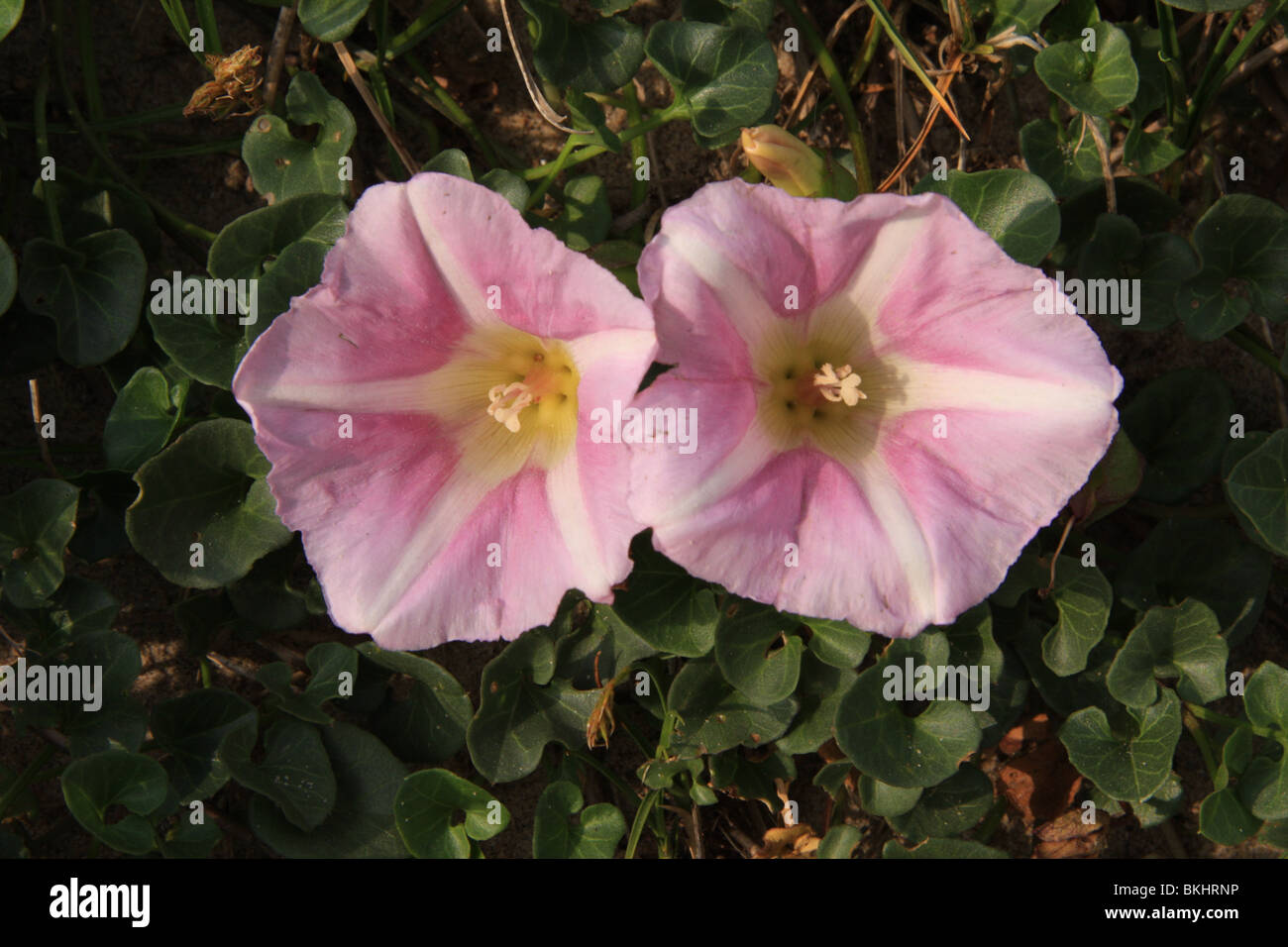 Deux fleurs de la mer faux liseron des champs Banque D'Images