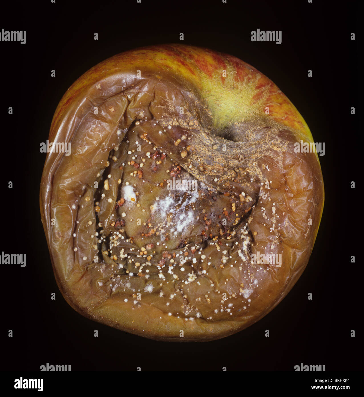 Pourriture brune de stockage (Sclerotinia fructigena) stockées sur le développement pomme fruit Banque D'Images