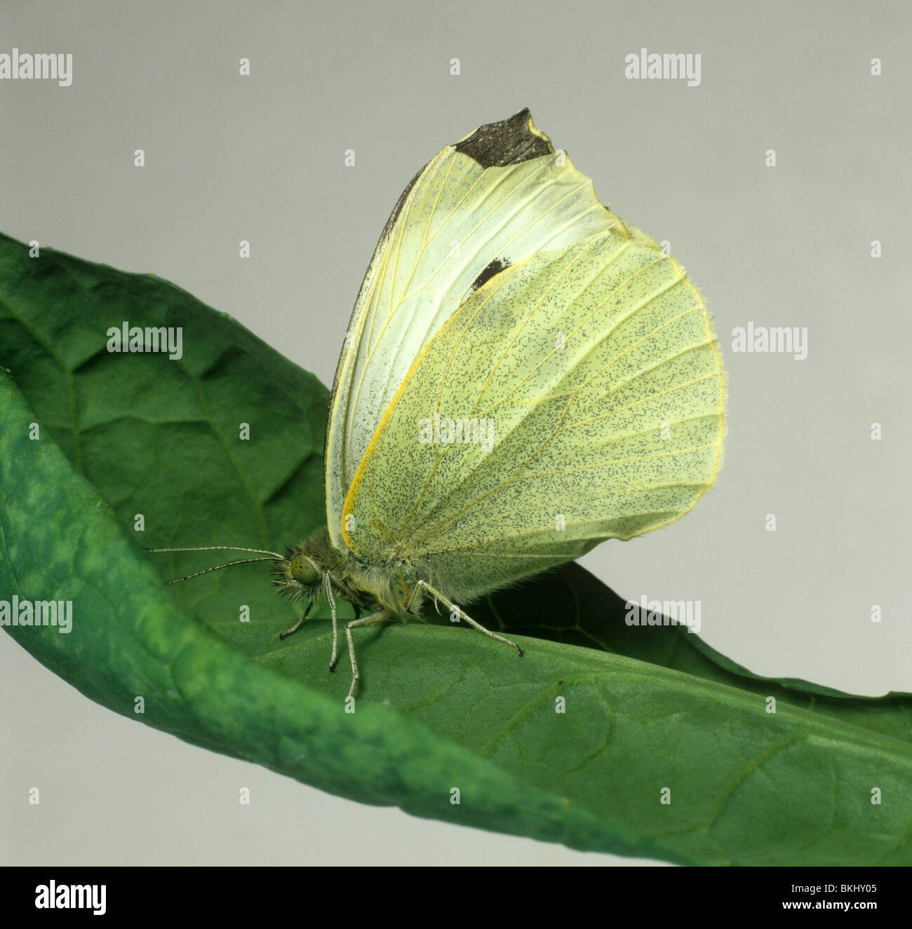 Papillon blanc du chou (Pieris brassicae) des profils avec ailes fermées sur une feuille de chou Banque D'Images