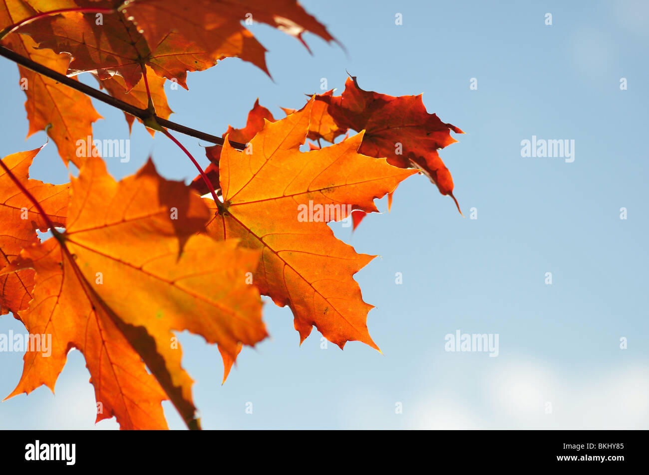 Automne feuilles d'automne, plus de ciel bleu, l'accent peu profondes Banque D'Images