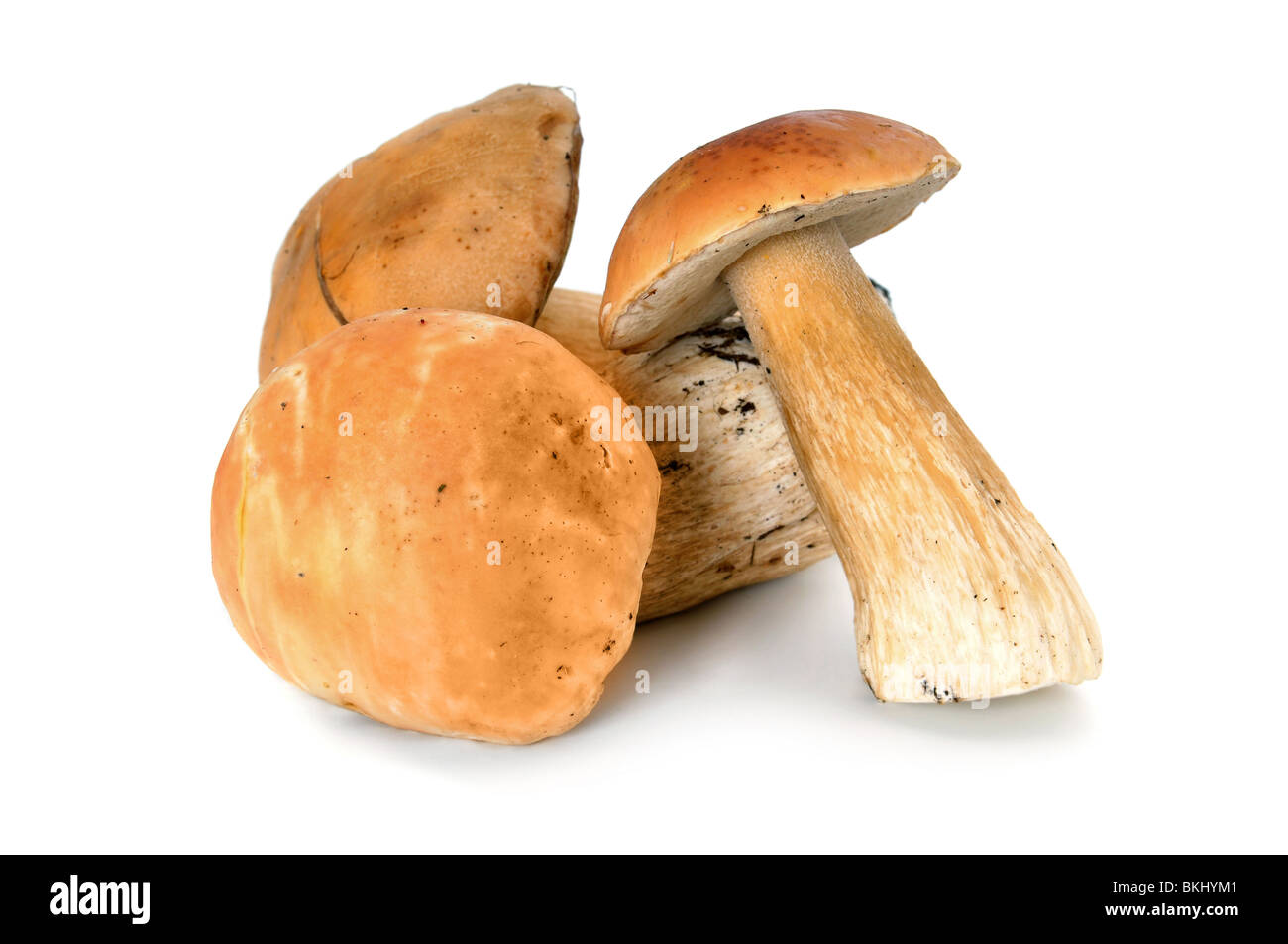 Bolets champignons forestiers comestibles, isolé sur fond blanc Banque D'Images