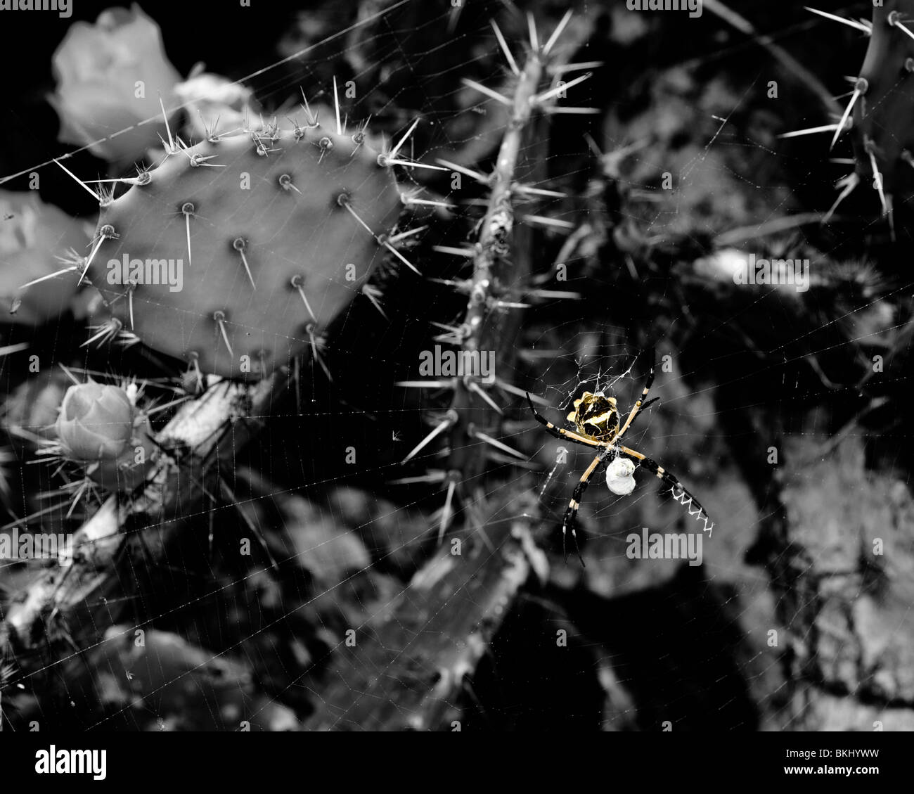 Saint Andrew's Cross Jardin araignée en milieu naturel. D'araignée proie (une abeille) se bloque dans un sac juste en dessous de l'araignée. © cahyman Banque D'Images