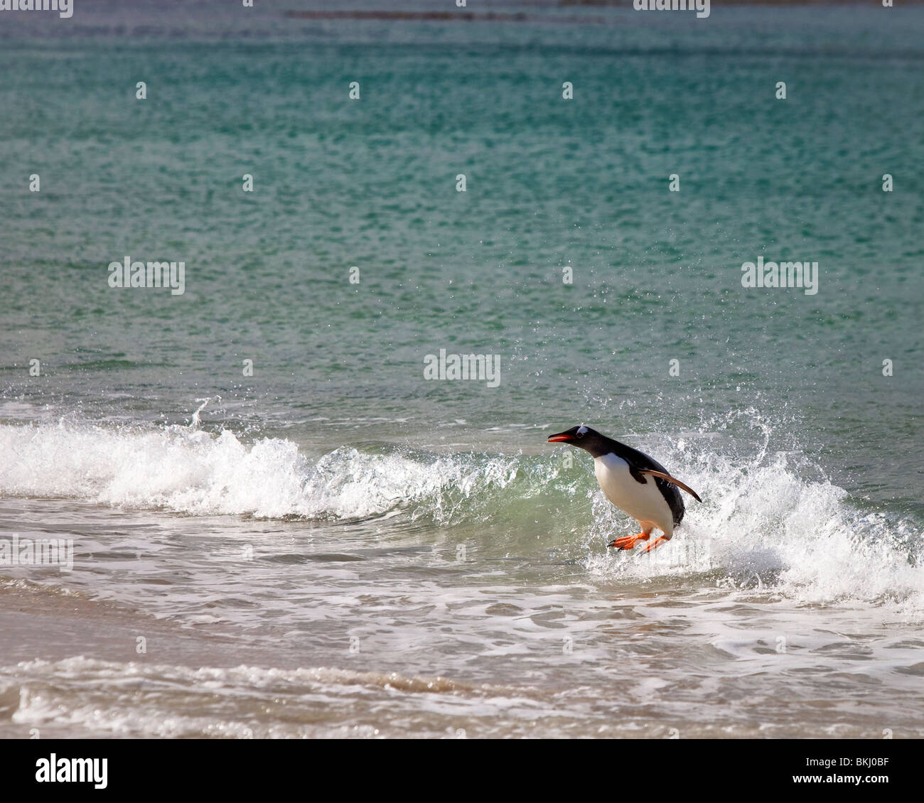 Gentoo pingouin sur nouveau Island, West Falkland Banque D'Images