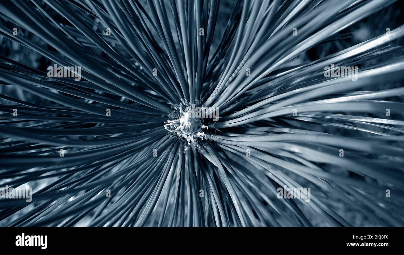 Lignes convergentes d'un gros pin. Banque D'Images