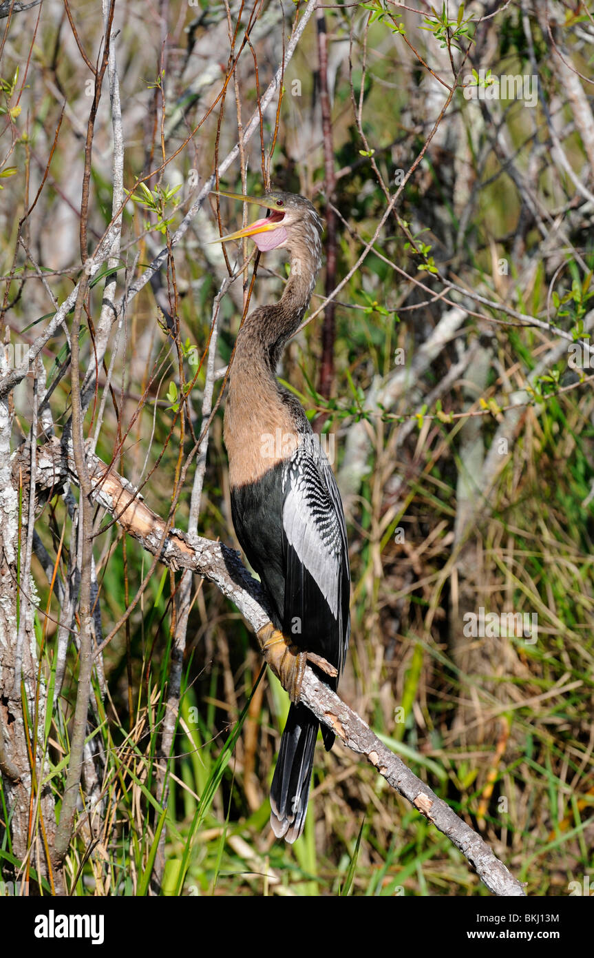 : Anhinga Anhinga anhinga. Anhinga Trail, Everglades, Florida, USA Banque D'Images