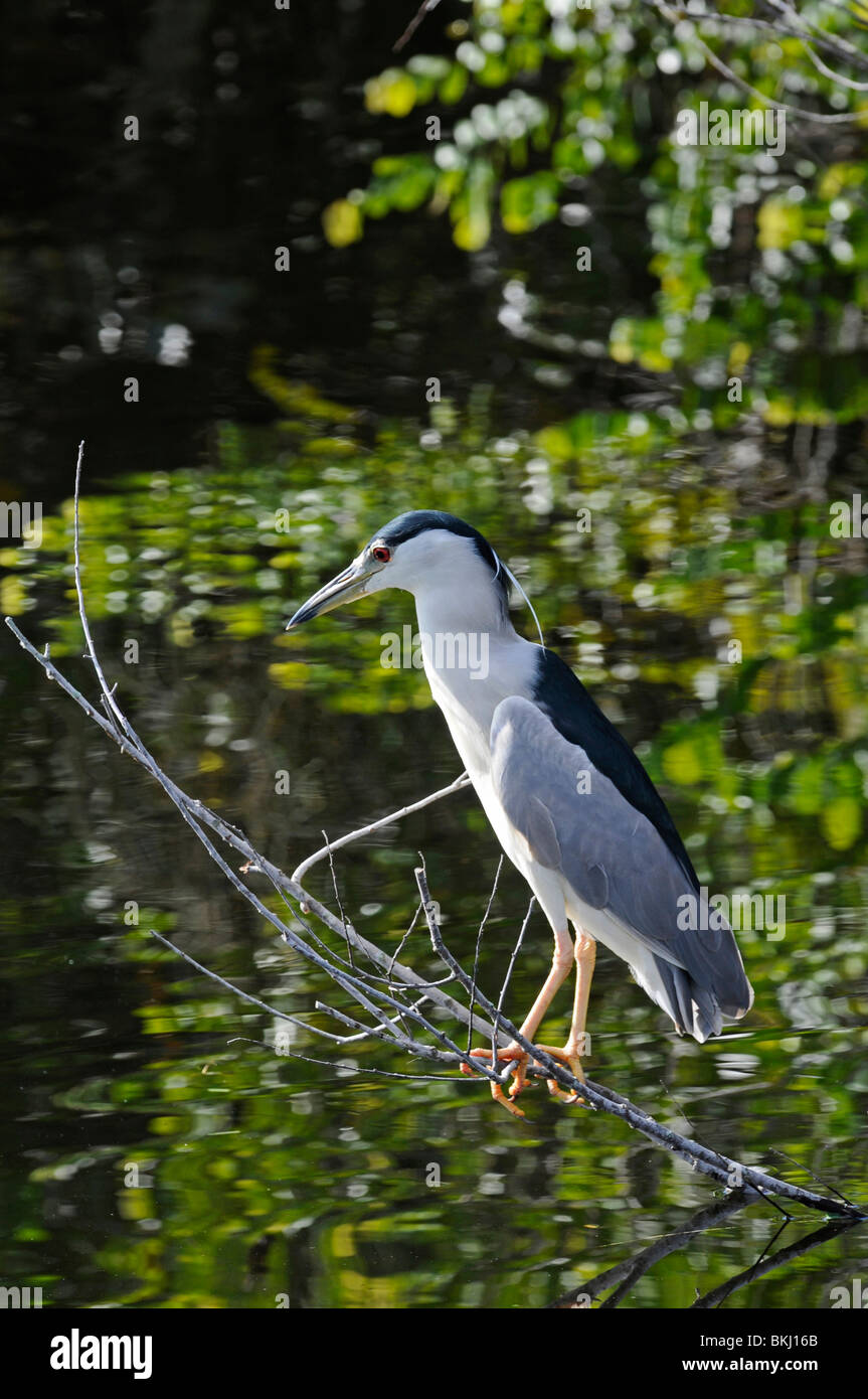 Nuit Black-Crowned : Heron Nycticorax nycticorax. Shark Valley, Everglades, Florida, USA Banque D'Images