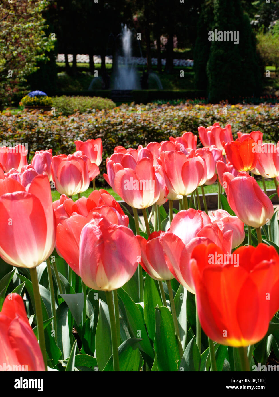 Tulip 'Tom Pouce' Banque D'Images