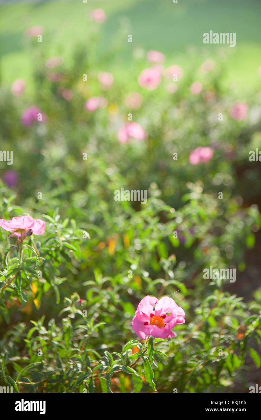 Fleur Rose, emplacement naturel,park, vert, printemps, rose Banque D'Images