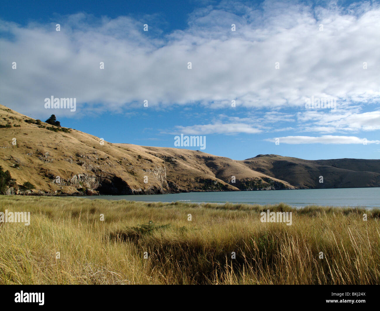 Le Bons Bay, près de Akaroa sur la péninsule de Banks, près de Christchurch, Nouvelle-Zélande Banque D'Images