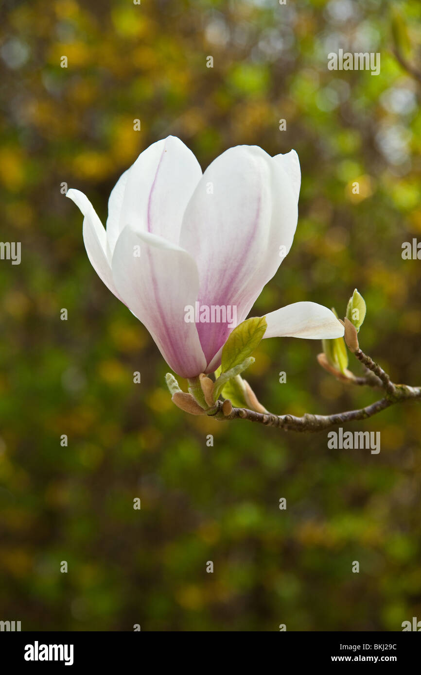 Magnolia fleurs (soulangeana Rustica rubra) Sheffield, Angleterre. Banque D'Images