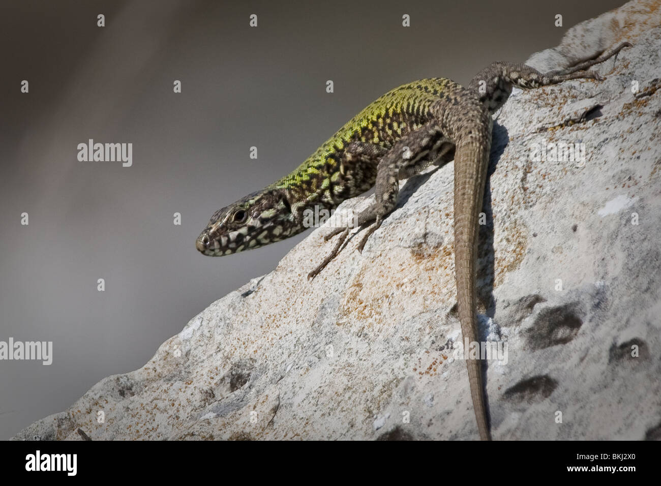 Lézard des murailles (Podarcis muralis) Bain de soleil sur la roche. Dorset, UK. Banque D'Images