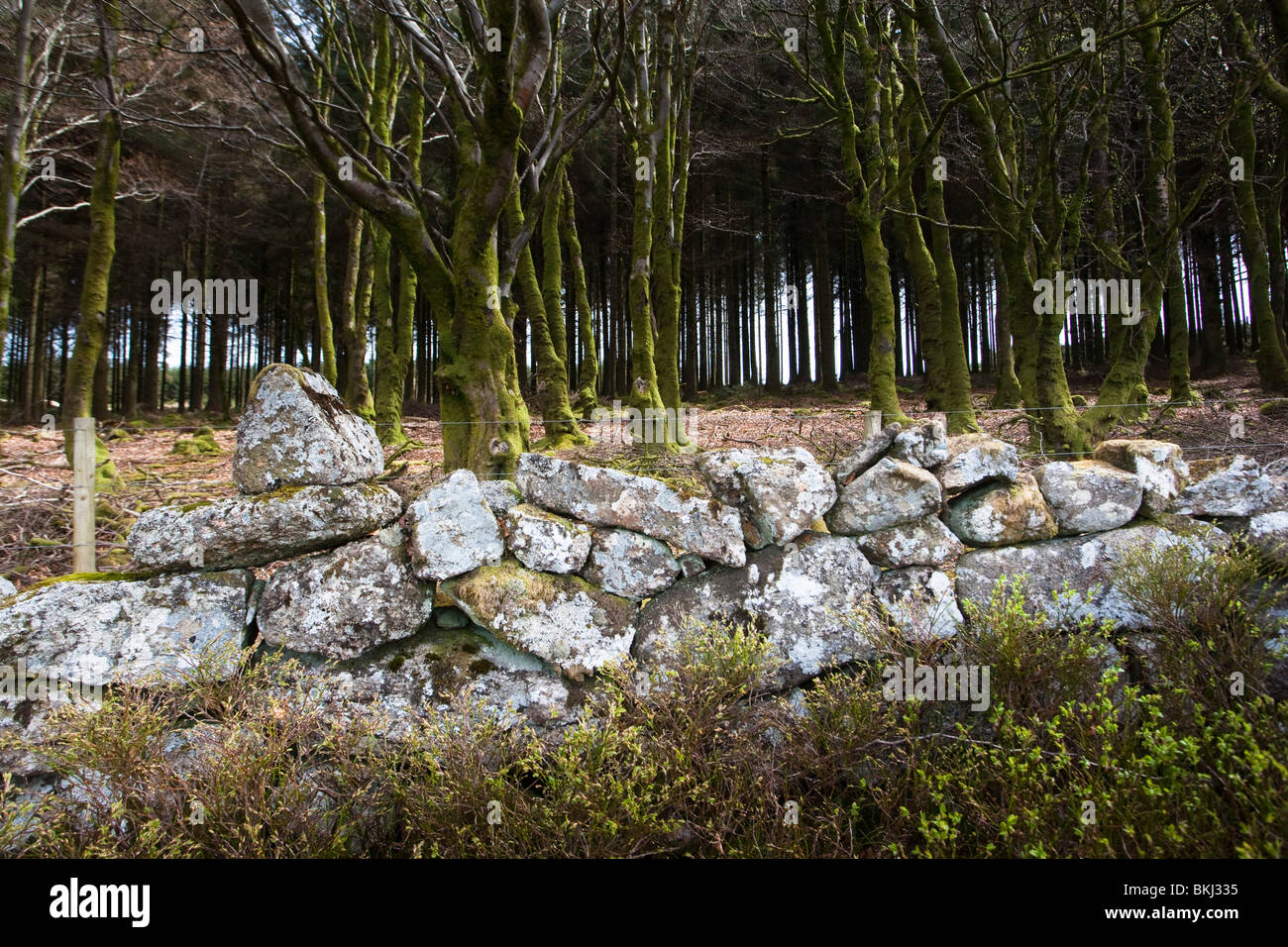 Mur de pierre sur Devon Dartmoor Banque D'Images