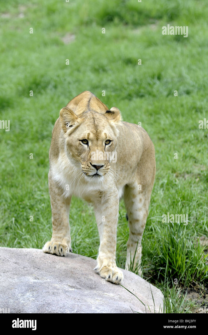 Femme Lion jungle zoo lion lion de 3 ans Banque D'Images