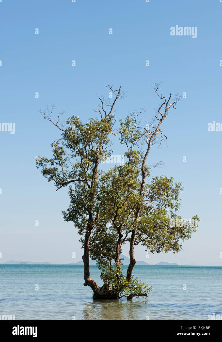 La production d'arbres de mangrove dans la mer d'Andaman au large de Krabi, Thaïlande du sud Banque D'Images