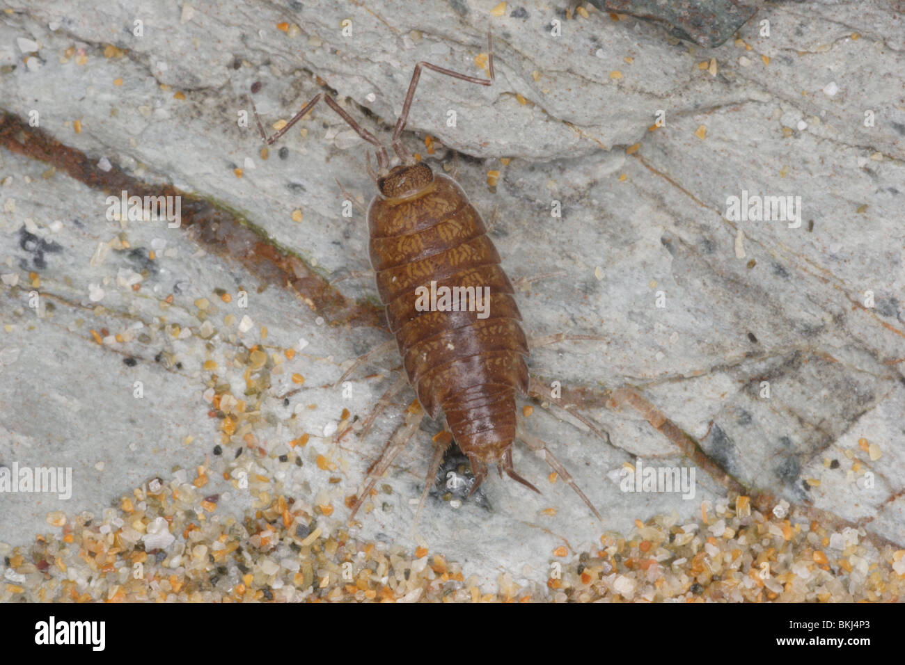 Shore slater, Halophiloscia couchi. Sur les roches , Watergate Bay Cornwall. Banque D'Images