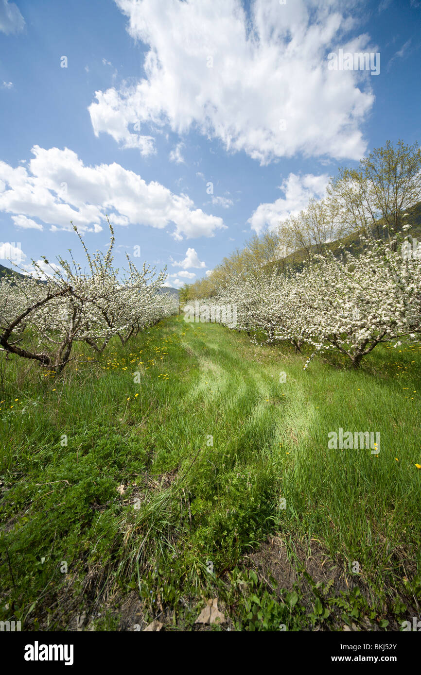 Chemin Vert via apple orchard à soleil du printemps, Entrevaux, France, avril 2010 Banque D'Images