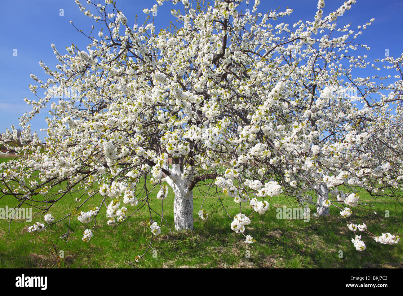 Les cerisiers fleurissent dans une journée de printemps ensoleillée Cerasus avium Banque D'Images