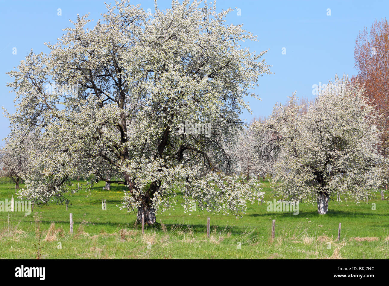 Les cerisiers fleurissent dans une journée de printemps ensoleillée Cerasus avium Banque D'Images