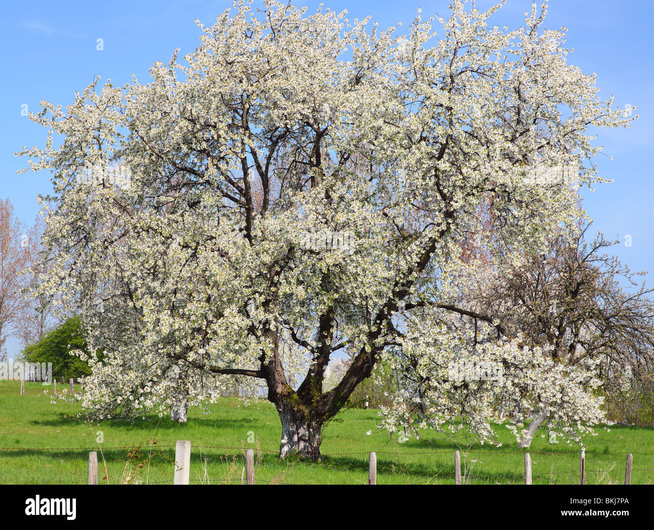 Les cerisiers fleurissent dans une journée de printemps ensoleillée Cerasus avium Banque D'Images