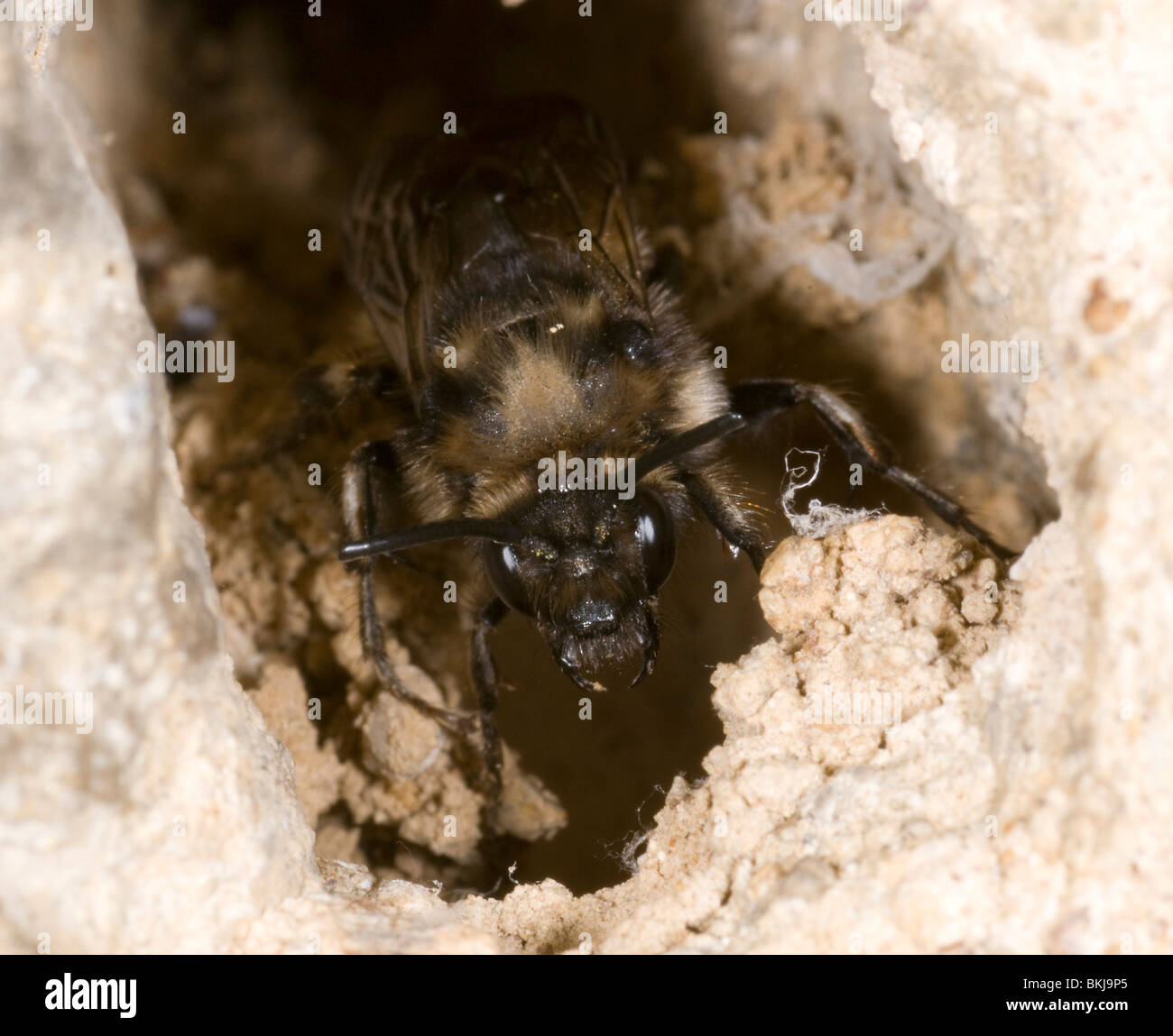 Cuckoo bee sortant de l'orifice du putois poilu, abeille fleur anthophora plumipes, après la ponte. Banque D'Images