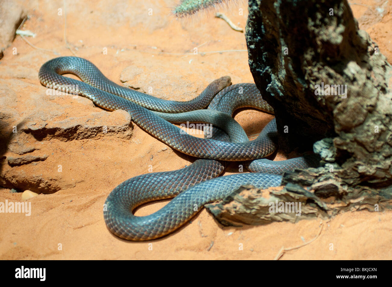 Mulga ou serpent King Brown, Pseudechis australis, le Sydney Wildlife World, Sydney, Australie Banque D'Images