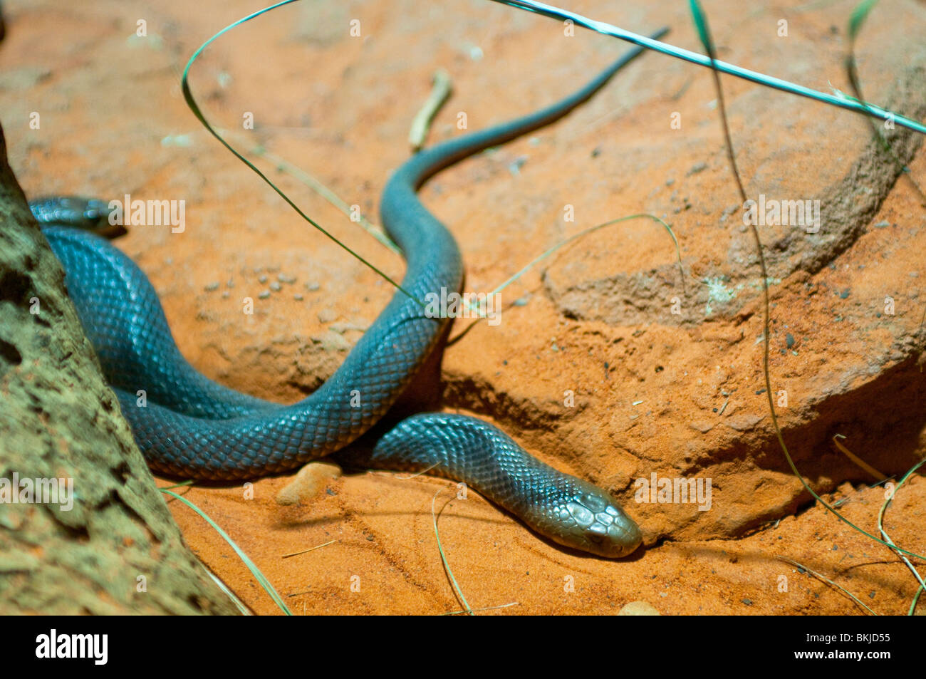 Mulga ou serpent King Brown, Pseudechis australis, le Sydney Wildlife World, Sydney, Australie Banque D'Images