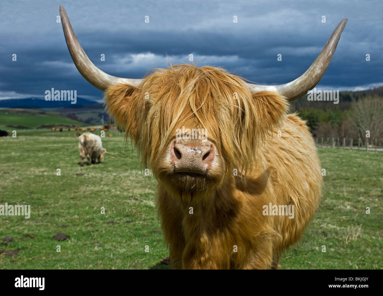La race bovine highland écossais sur une ferme près de Tomintoul Morayshire. 6188 SCO Banque D'Images