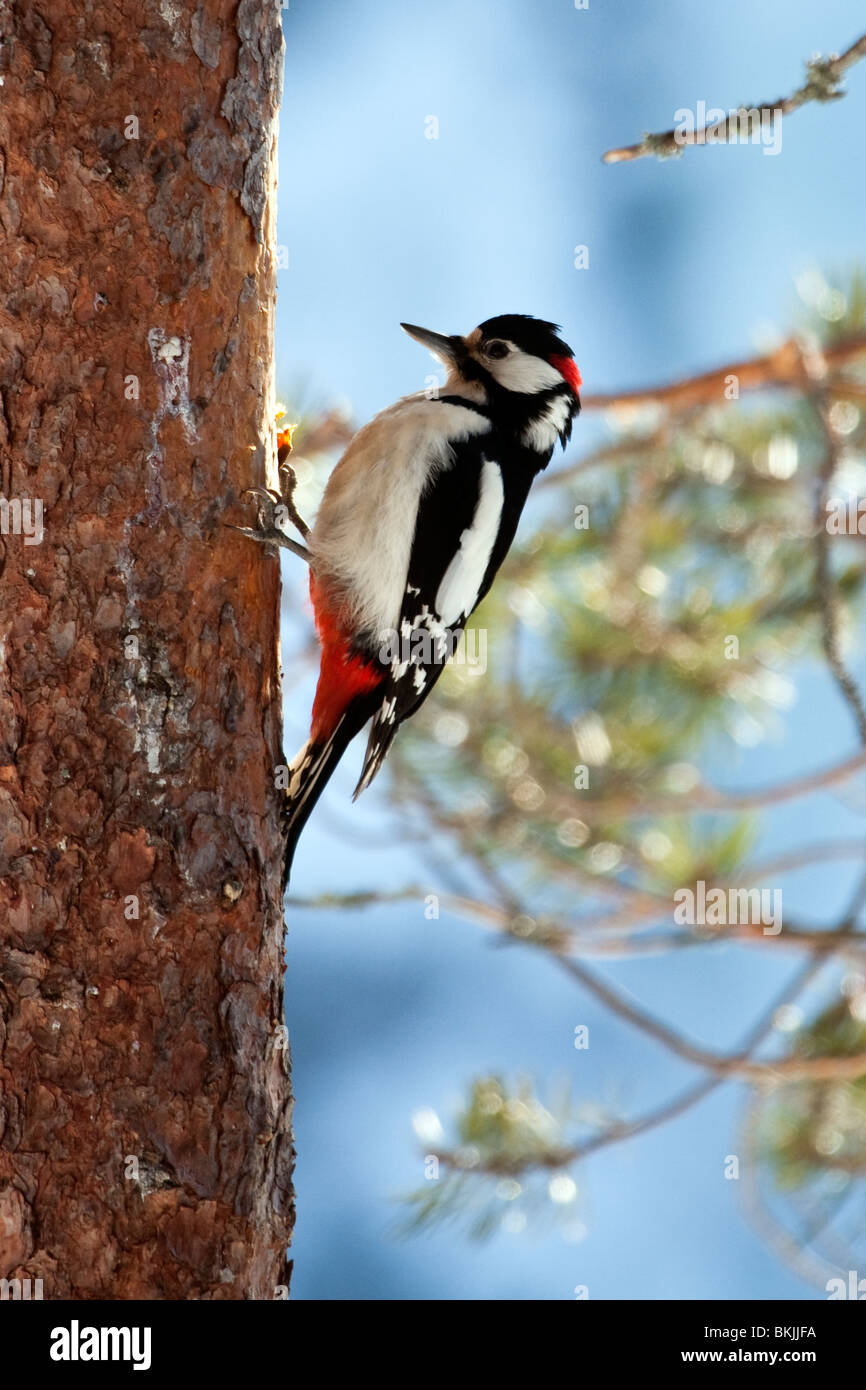 Oiseaux, oiseaux, pic, Laponie, Finlande, Nordland Banque D'Images