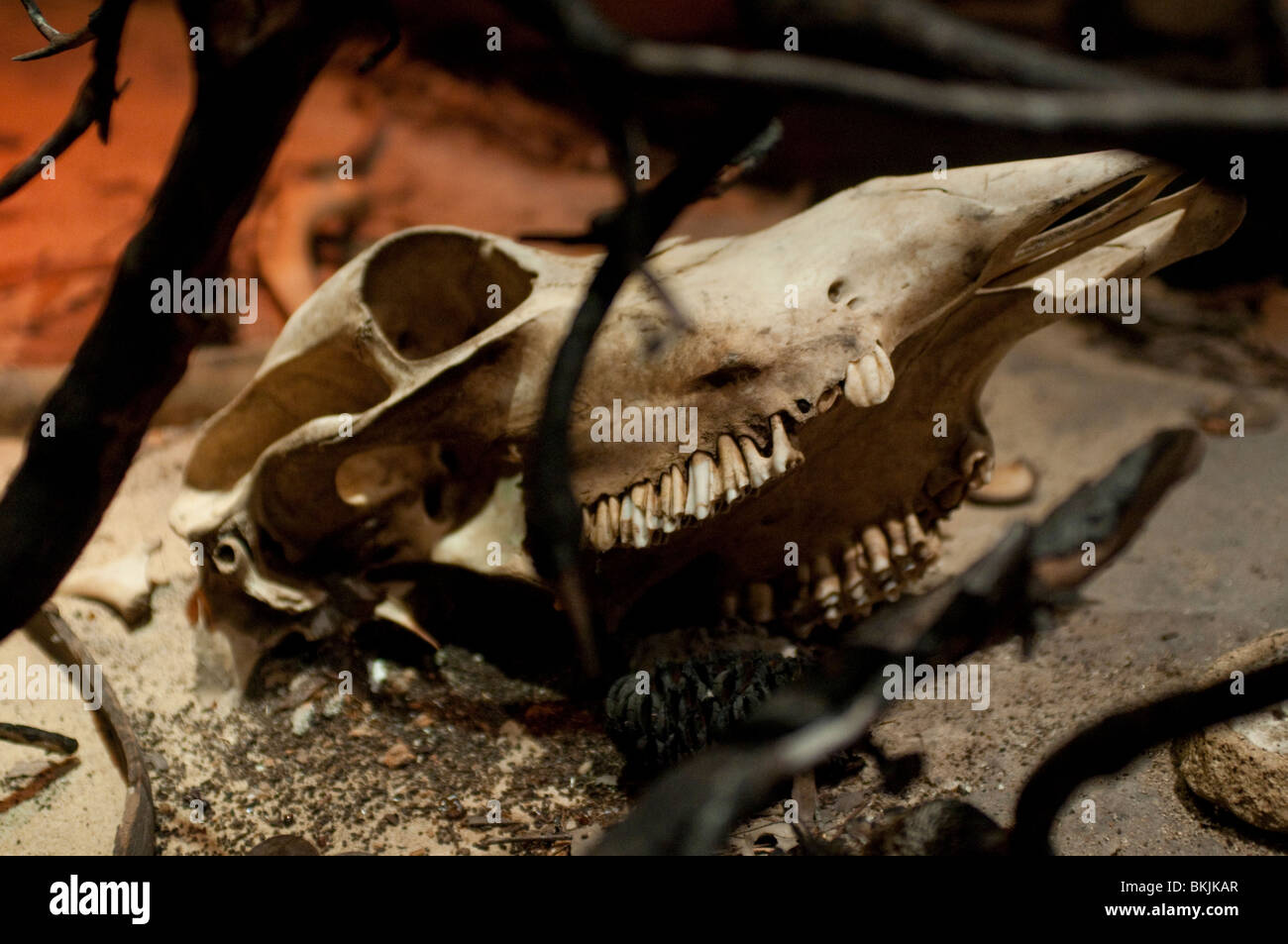 Crâne animal, le Sydney Wildlife World, Sydney, Australie Banque D'Images
