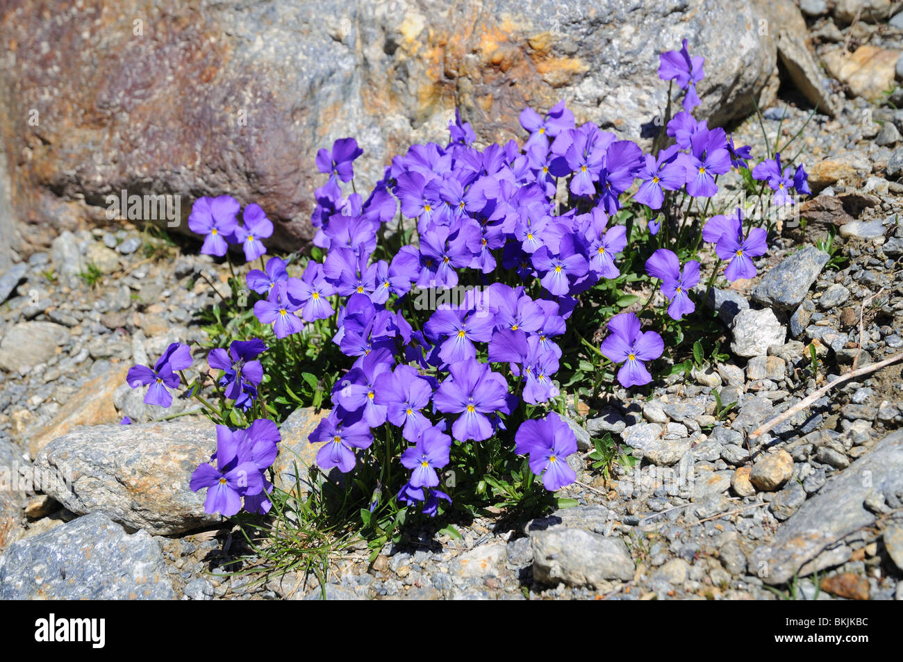 Stimulé Violette Viola calcerata en fleurs fleurs en juin Sommet du grand  St Bernard, frontière de l'Italie et la Suisse Photo Stock - Alamy