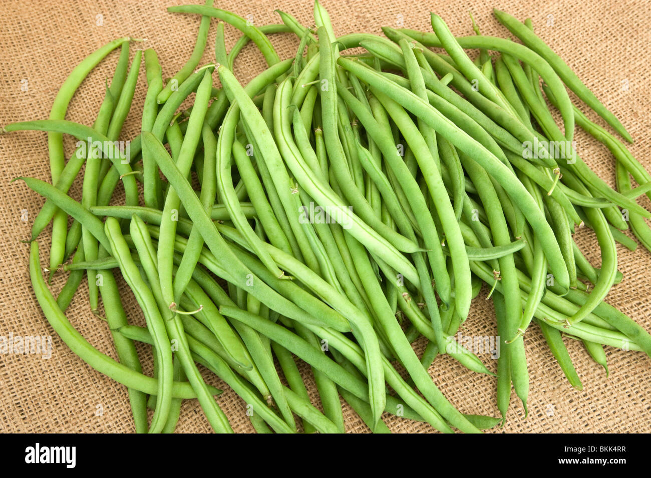 Haricots 'PHASEOLUS VULGARIS', la récolte. Banque D'Images