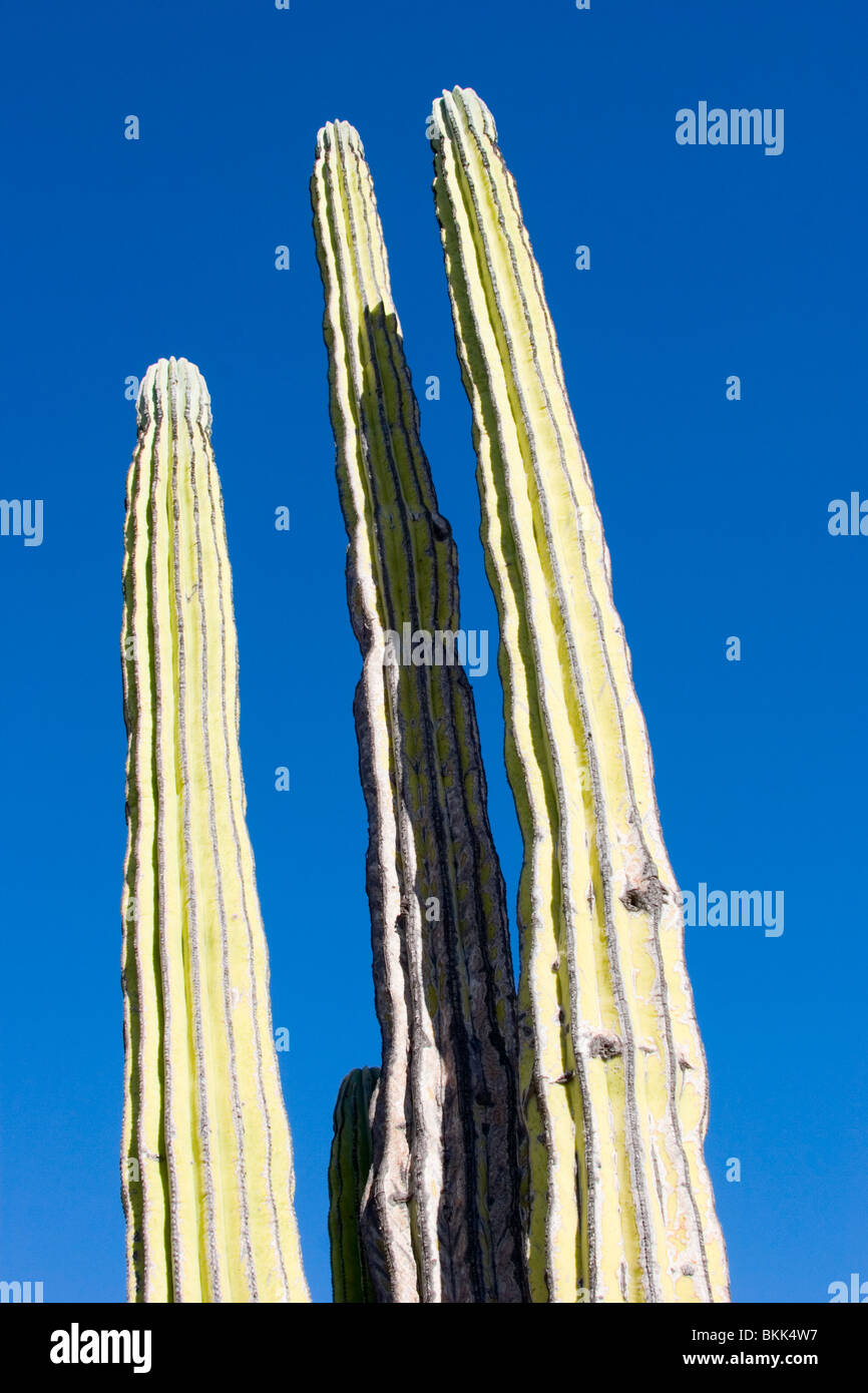 Reliant le sol au ciel, le Saguaro cactus récolter le peu de pluie pour sortir de l'aride désert de Baja près de Rosarito. Banque D'Images