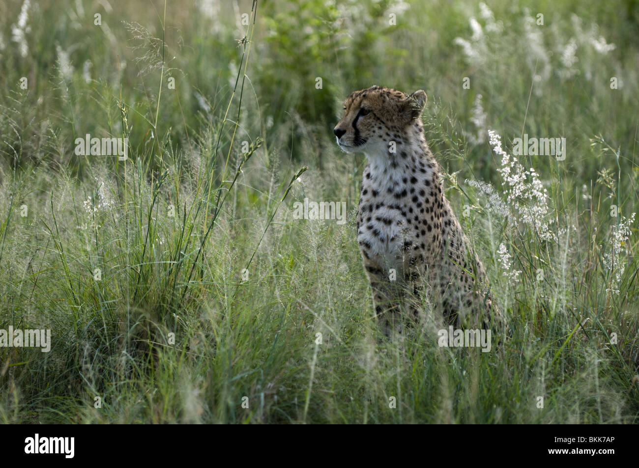 Cheetah dans les herbes hautes, la Namibie. Banque D'Images