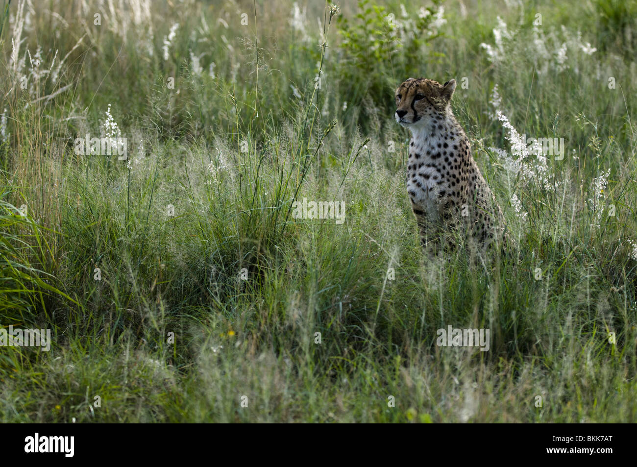 Cheetah dans les herbes hautes, la Namibie. Banque D'Images