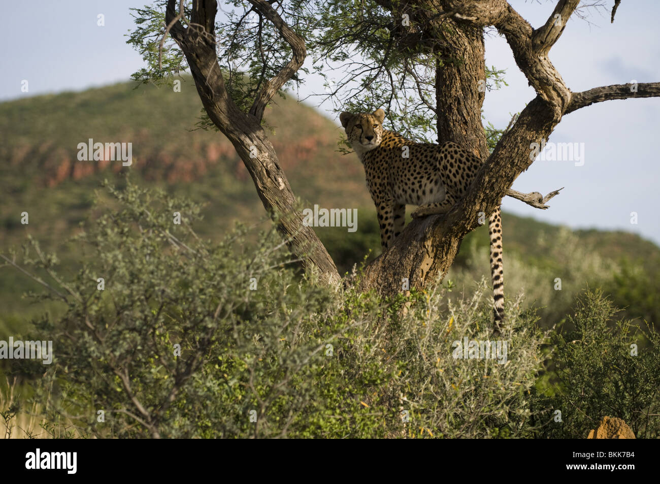 En utilisant un arbre de guépard c'est l'enquête, environs, la Namibie Okonjima. Banque D'Images