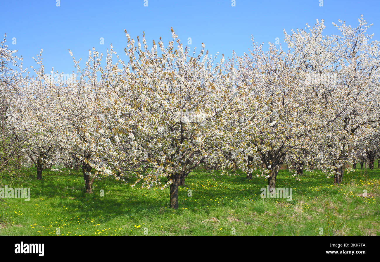 Les cerisiers fleurissent dans une journée de printemps ensoleillée Cerasus avium Banque D'Images