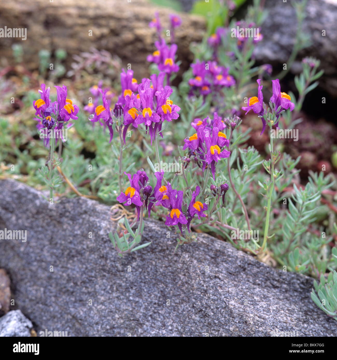 La linaire des Alpes (Linaria alpina), plante à fleurs. Banque D'Images