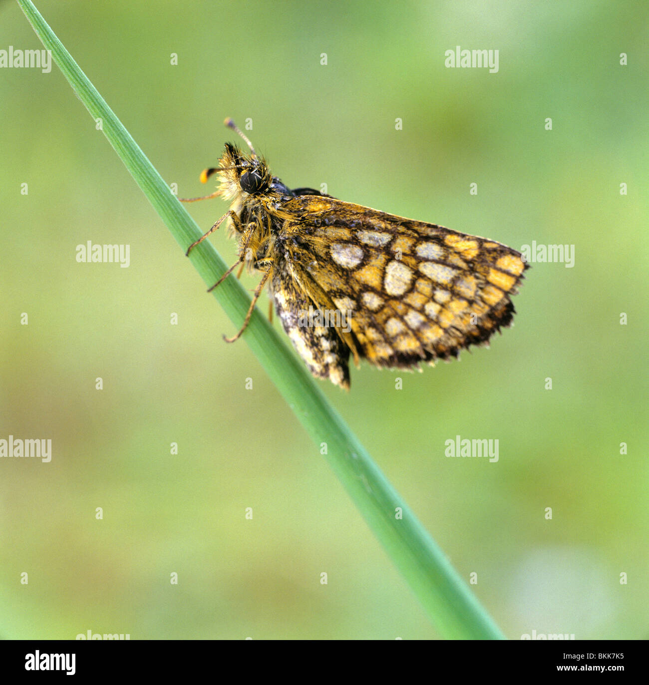 Skipper, skipper de l'Arctique à damier (Carterocephalus palaemon), papillon sur un brin d'herbe. Banque D'Images