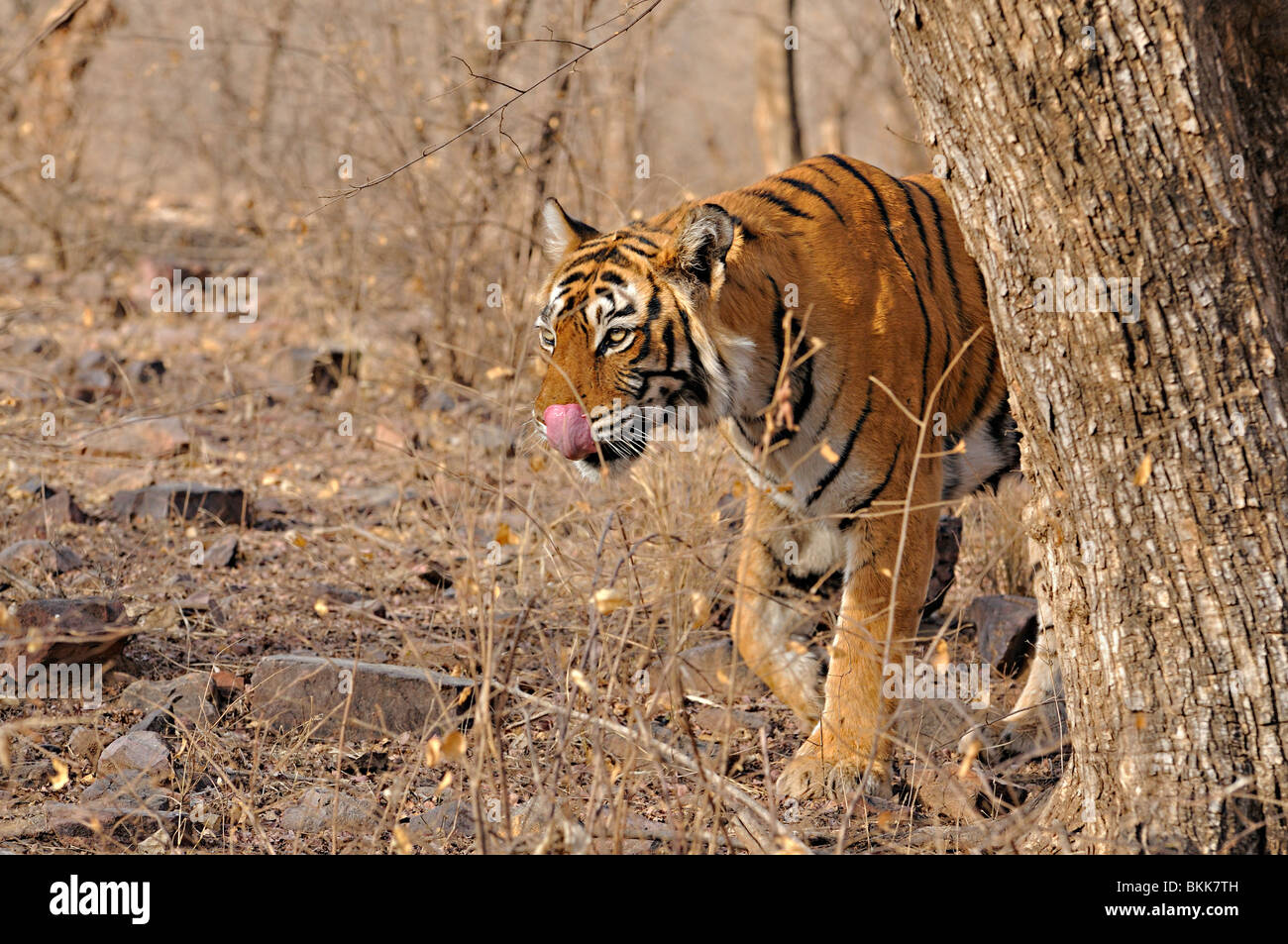 Tigre dans la forêt décidue sèche de la réserve de tigres de Ranthanbhore Banque D'Images