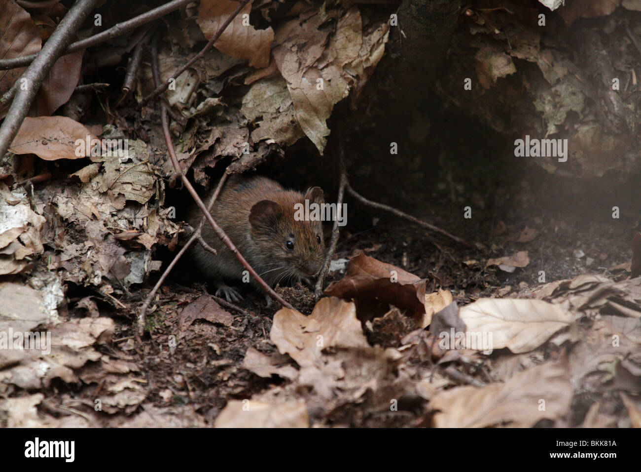 La souris du campagnol roussâtre (Myodes glareolus) dans son habitat naturel. Ils sont mignons (assez) des vecteurs de la Hanta virus. Banque D'Images
