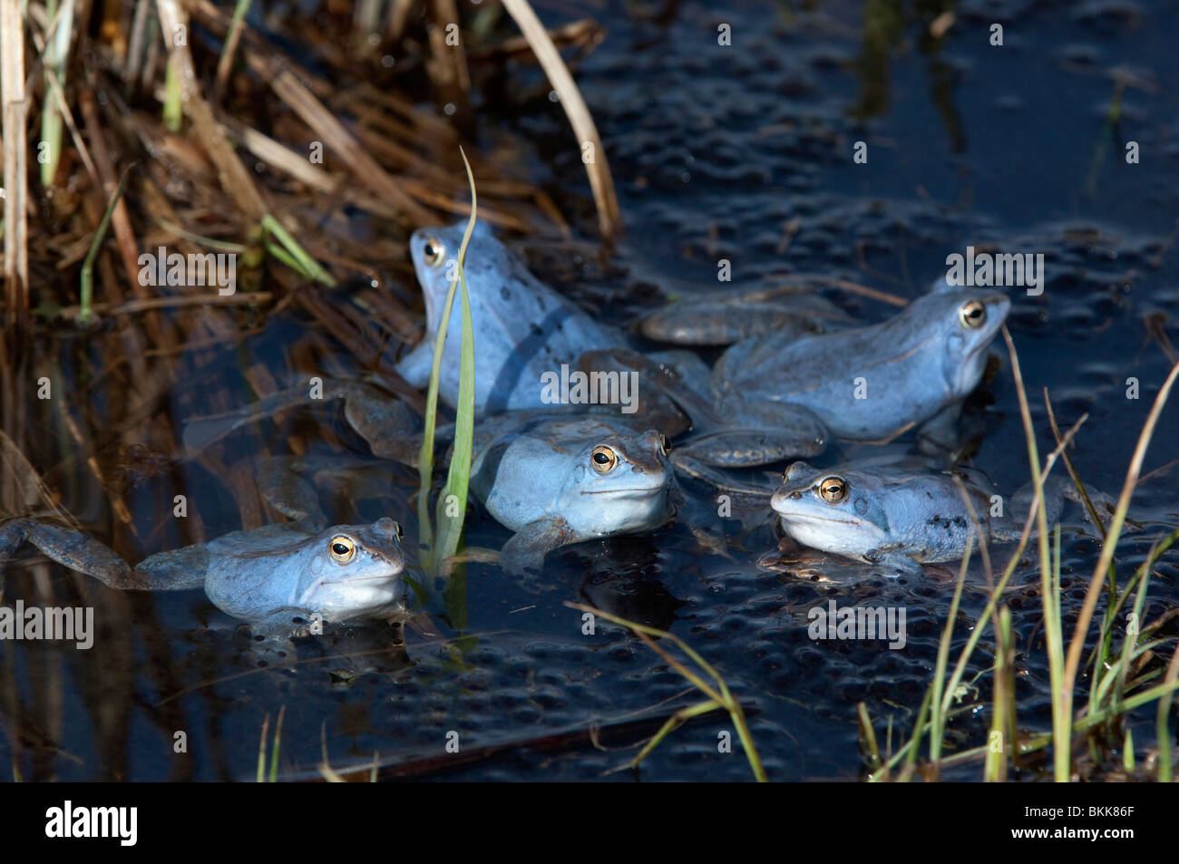 Moor Frog (Rana arvalis), cinq hommes de couleur bleu en eau peu profonde. Banque D'Images
